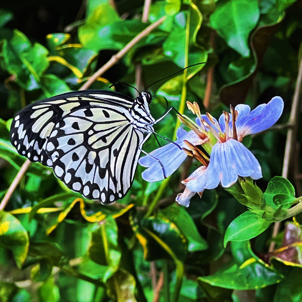 Butterfly resting on a leaf at the Florida Museum Butterfly Rainforest