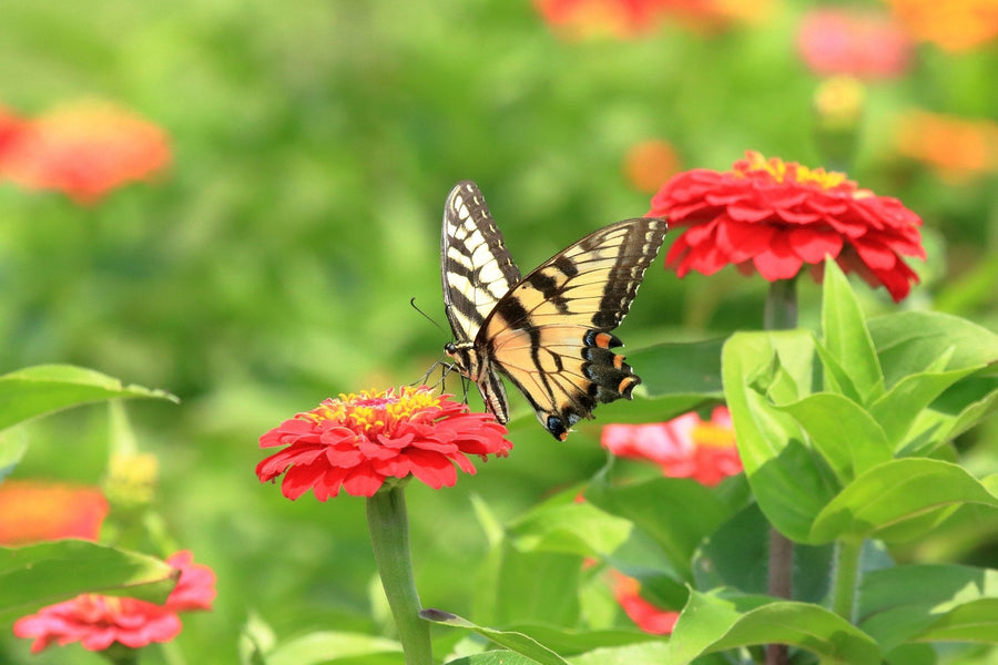 Why We Plant a Pollinator Garden