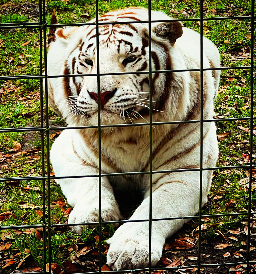Exploring Carson Springs Wildlife Conservation