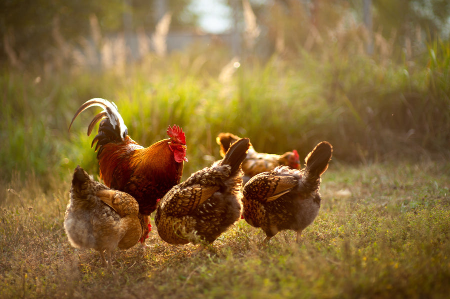 Backyard Chickens 101: Everything You Need to Know to Get Started