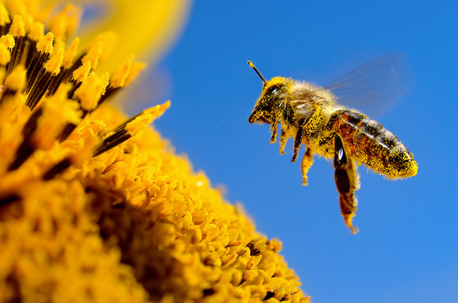 The Vital Role of Wild Pollinators in Our Ecosystem