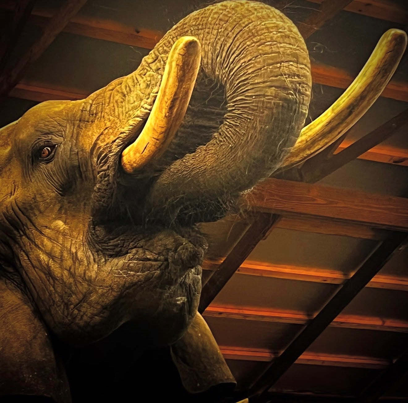 Meeting the Elephants at Myakka Elephant Ranch