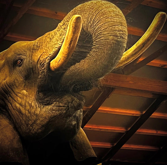 Meeting the Elephants at Myakka Elephant Ranch
